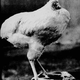 Image for article titled The strange story of headless body that survived for a year and a half